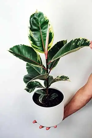 Plante du caoutchouc (Ficus elastica)